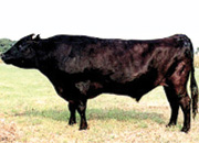黒毛和牛イメージ
